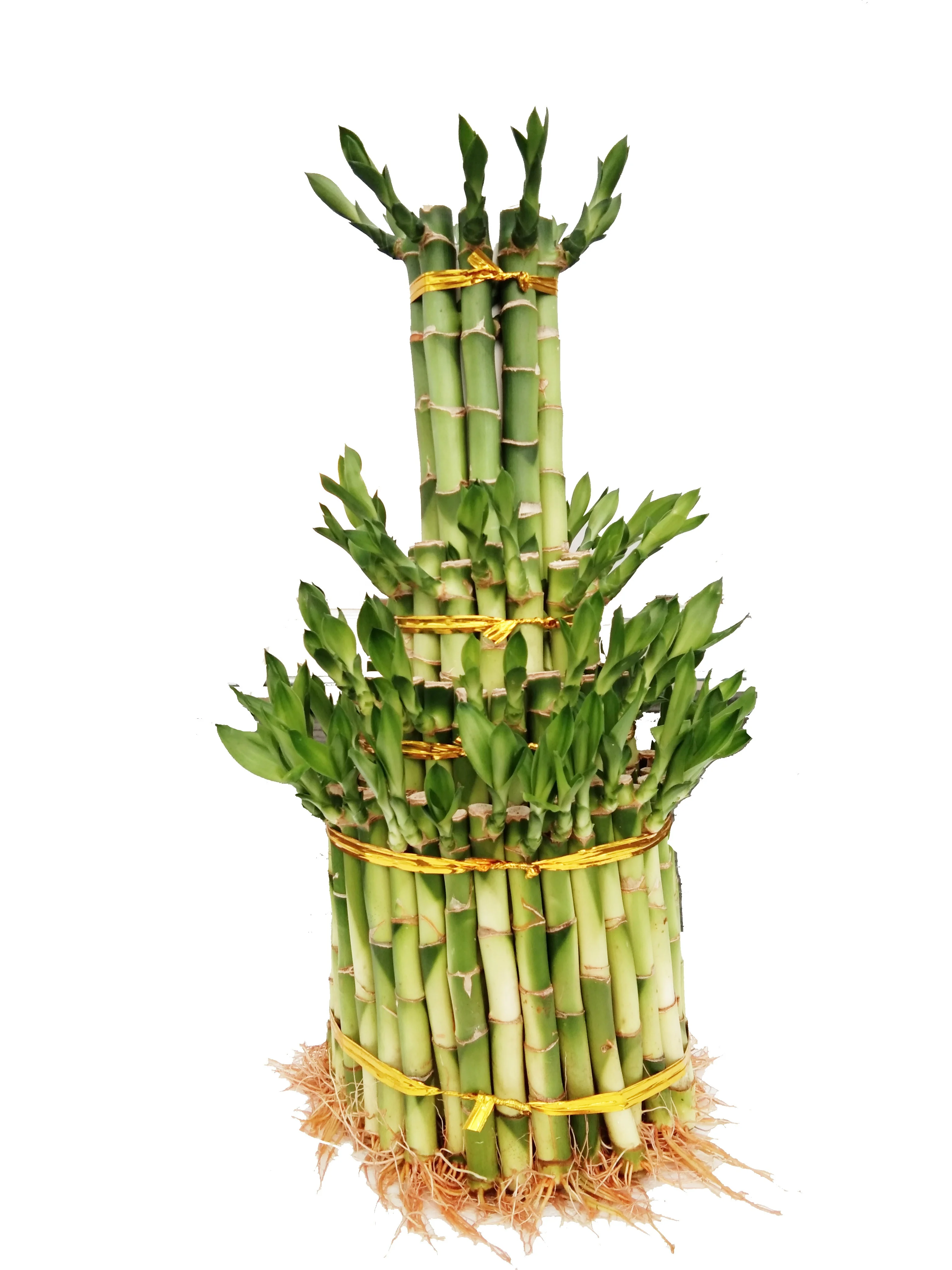 Indoor layer Bamboo Factory Lucky Bamboo tower dracaena sanderiana  Plant Zhanjiang