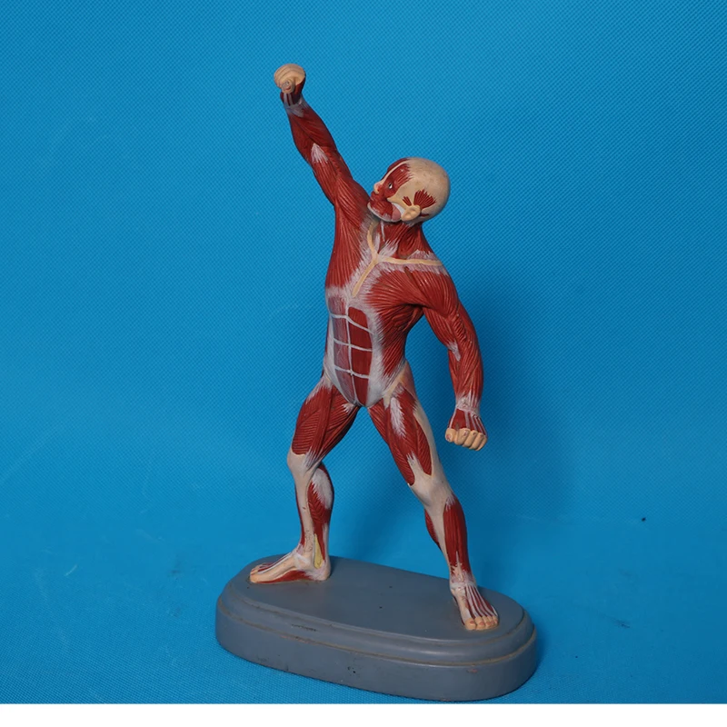 Anatomical magnification model of eyeball and eye frame