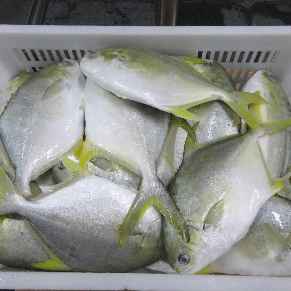 
Frozen Golden Pomfret whole round seafrozen BQF for market 