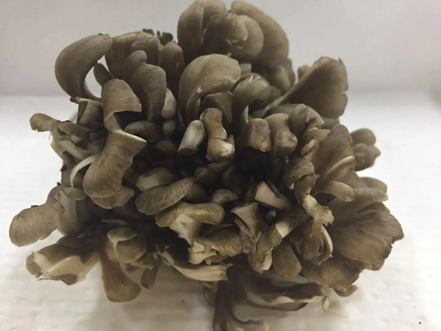 
Detan Fresh Maitake Mushroom 