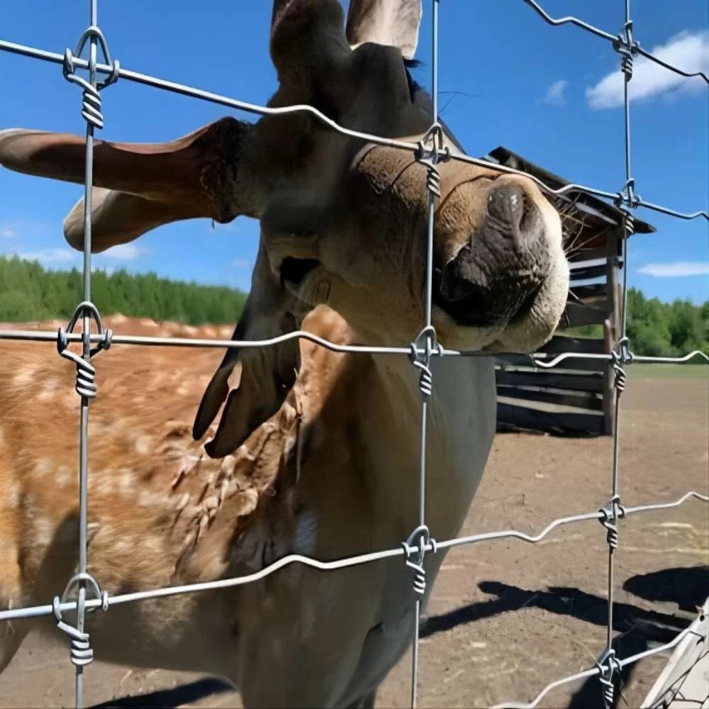 YESON knotted fence australia standard galvanized steel fixed knot deer fence