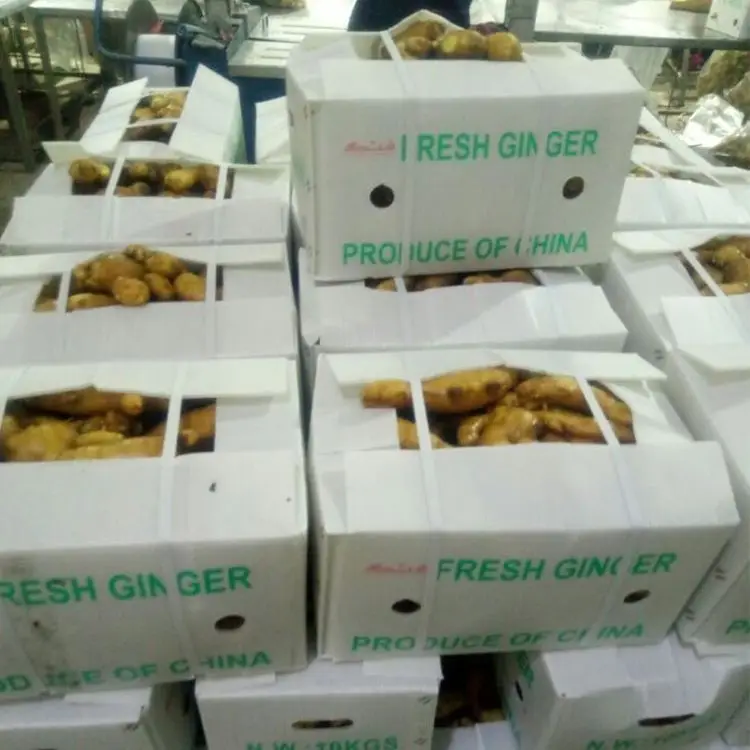 
Wholesale New Crop Ginger with Export Fresh Ginger 