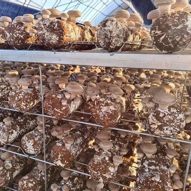 Грибороды shiitake, Урожайный Набор для выращивания древесины для людей, не могут выйти из дома, в сельском хозяйстве