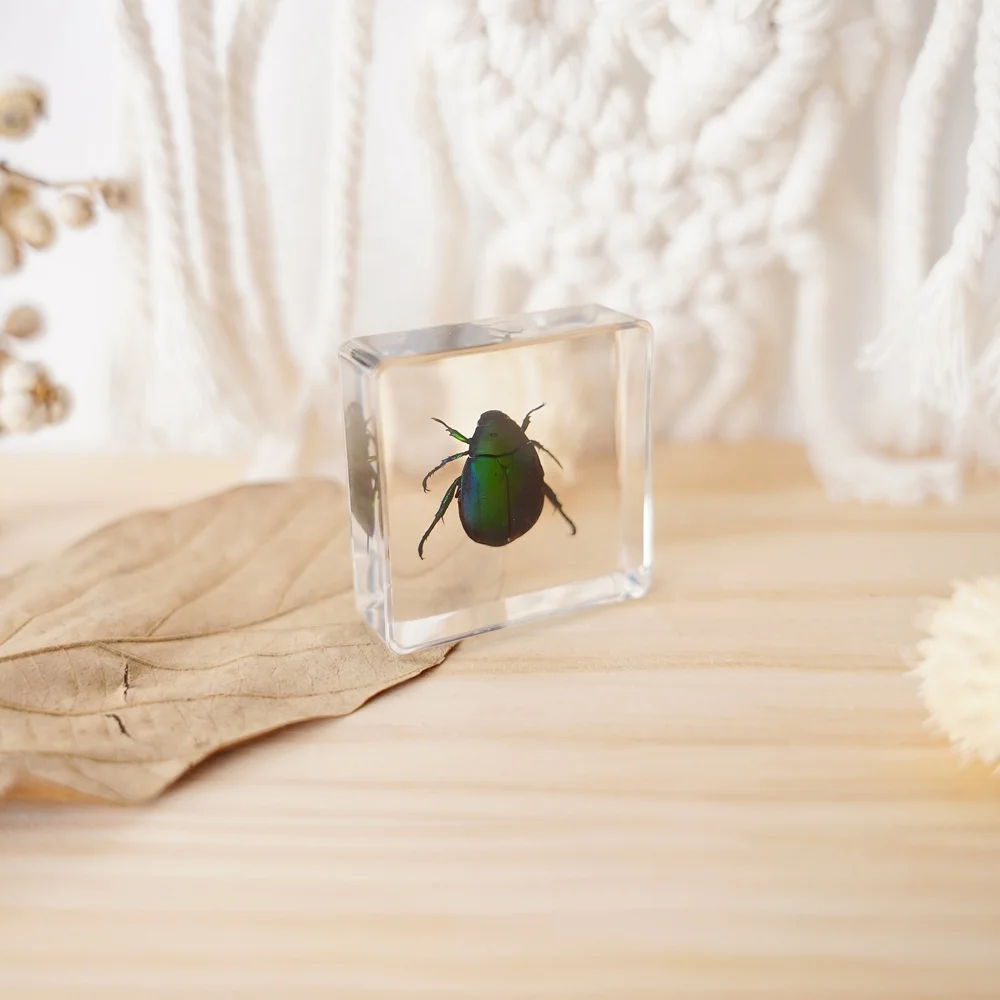 Real Insects Paperweight Taxidermy Specimen Resin Biological Model Educational Supplies Teaching Resources Animal Pattern Study