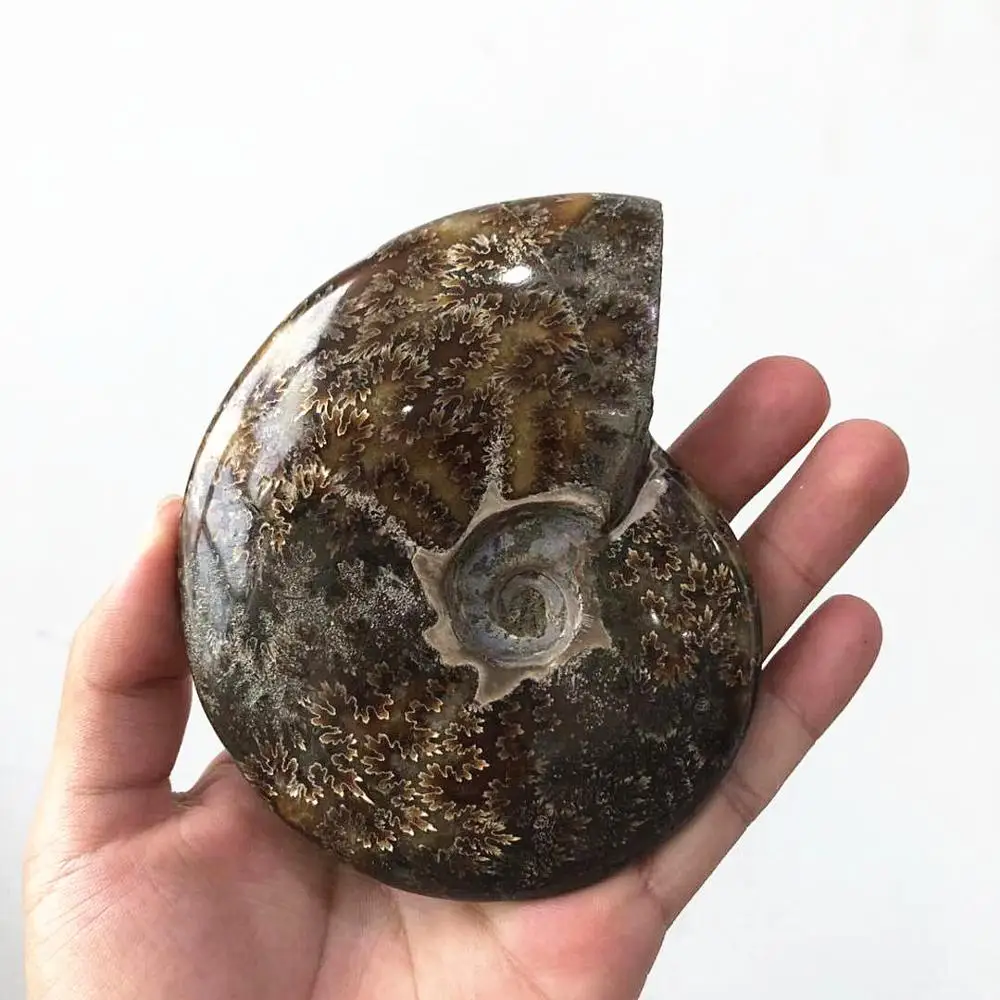 Wholesale Natural Mineral Madagascar Rock Ammonite  fossil for Sale