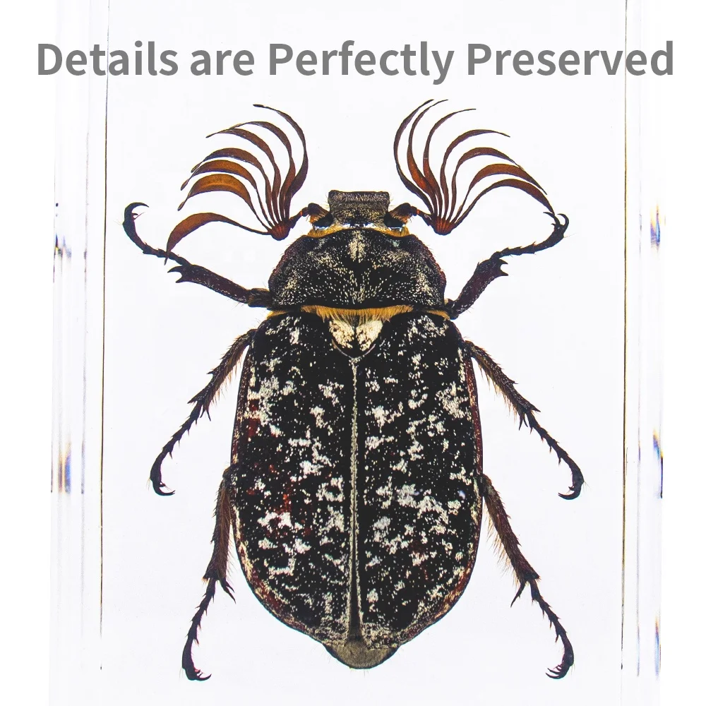 Epoxy real insects in resin specimen real animals Scorpion paperweight resin cube wholesale taxidermy novelty gifts