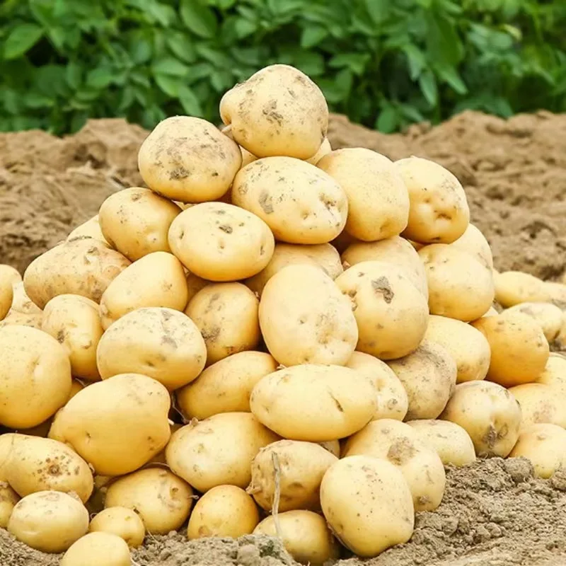 Wholesale Export Fresh Vegetable Potato  Fresh Potatoes China Potato Price