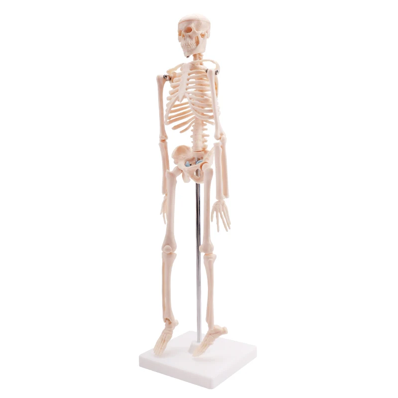 Cheaper human small size skeleton model biological model kids skeleton model