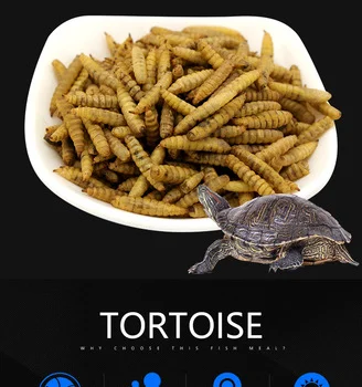 Wholesale insect mealworm black soldier fly larvae animal feeds dried mealworms powder