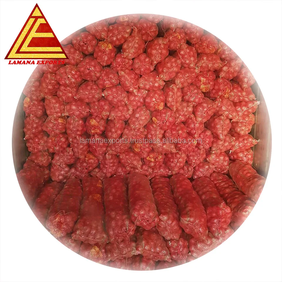 Свежий лук Bellary для Таиланда, 45 мм, высокое качество