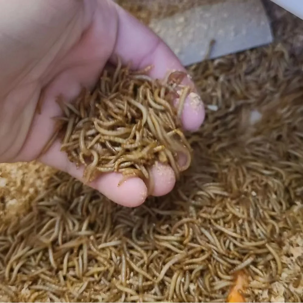 High Protein Mealworms Dried Eu for Birds Fish Dog Food Wholesale Mealworm 1kg Pet Food Edible Mealworms