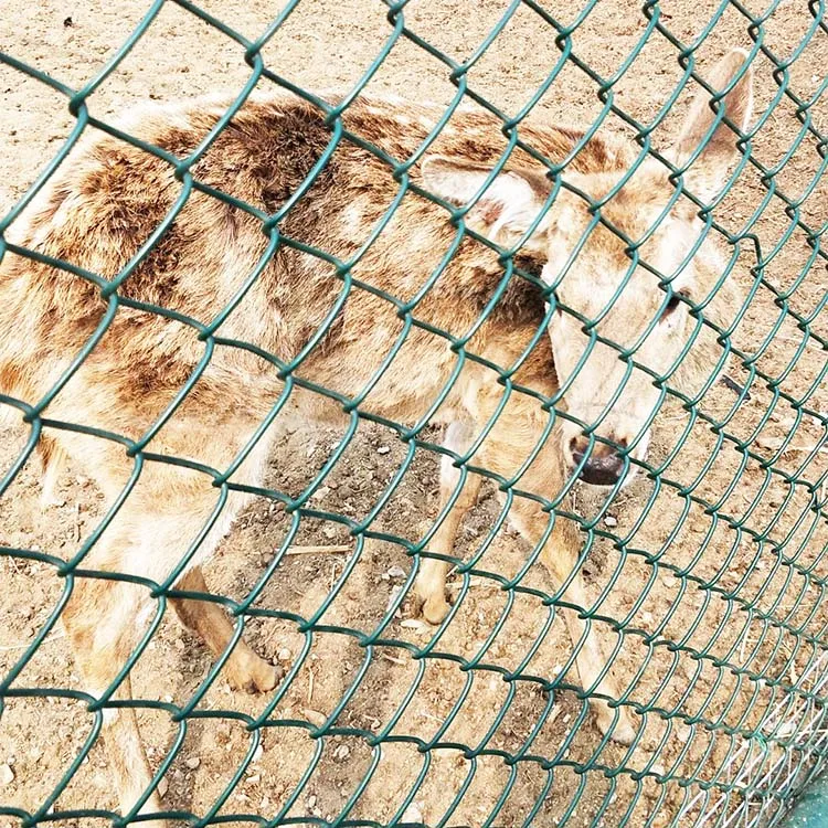  Китайский поставщик Лучшая цена 1 м * 30 рулон ПВХ покрытие/оцинкованная горячим способом сетчатая