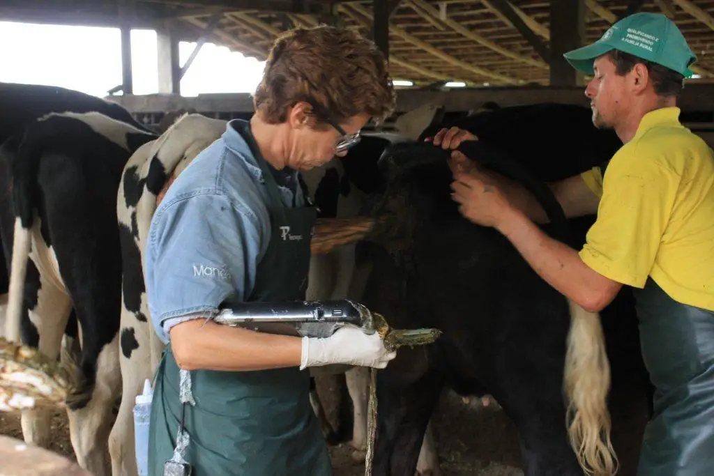 YSB3000V veterinary digital palmsmart ultrasound scanner portable ultrasound machine convex and linear transverginal