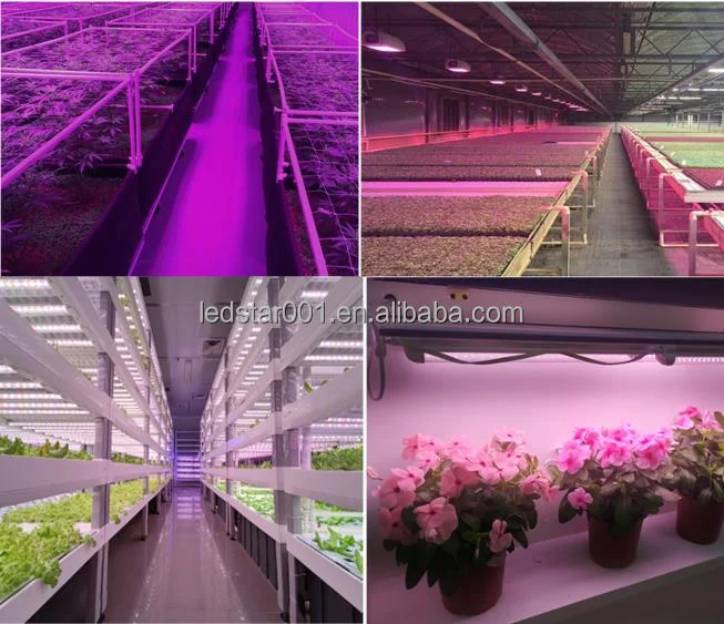 horticultureledchip04