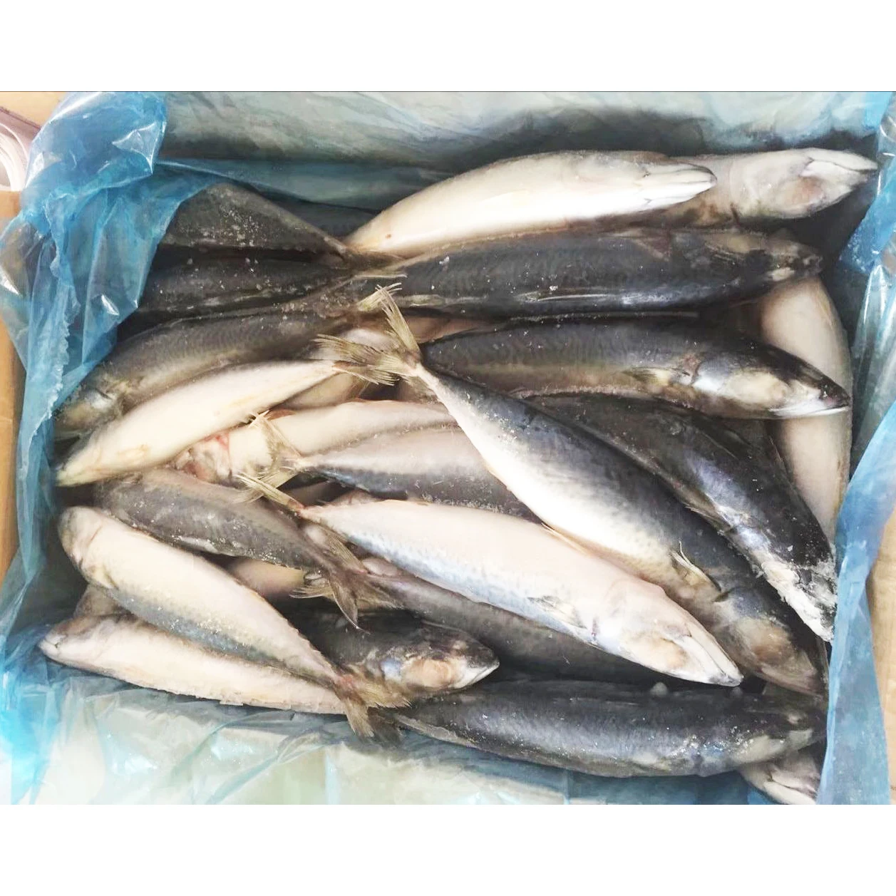  Замороженная скумбрия Scomber Fish хорошего