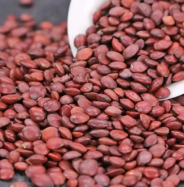 Hotsale natural wild spice dry raw Spina Date Seed