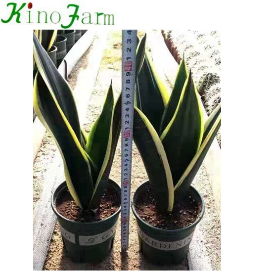 
 Новый ассортимент Sansevieria  