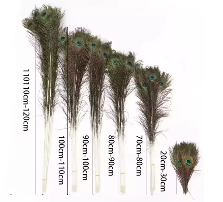 High Quality and Inexpensive Decor Peacock Feathers Real Natural Peacock Feathers Material for Cheap Sale DIY Craft Carnival