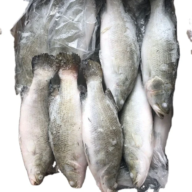 Sell frozen seafood product sea bass barramundi fish