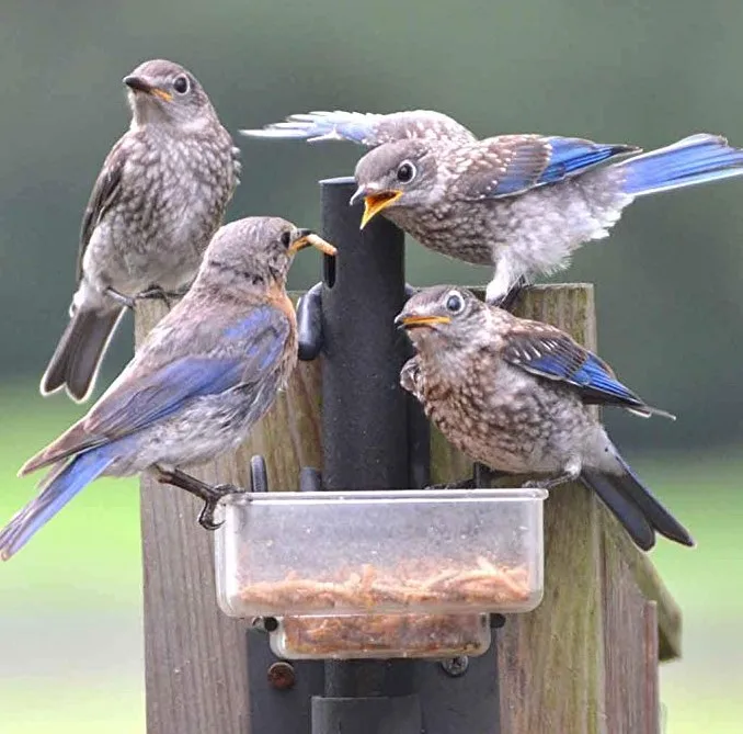 
Dry yellow mealwoms as food for birds canary 