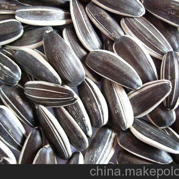 Wholesale Inner Mongolia China Hybrid Bulk Large Type Organic Sunflower Kernels Seeds