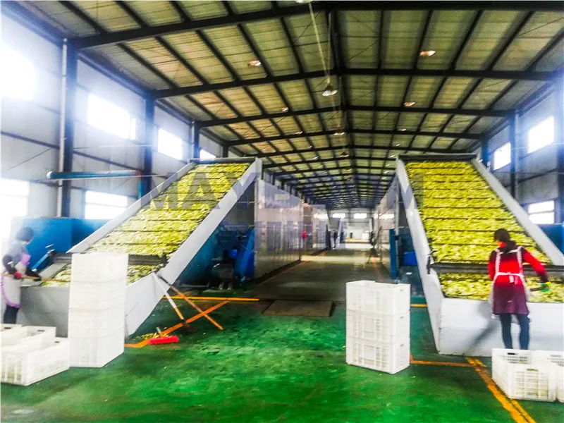 New design 30% energy saving  conveyor herb mesh belt dryer