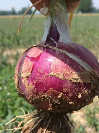 China from onion exporter fresh onion factory export price new crop red onion
