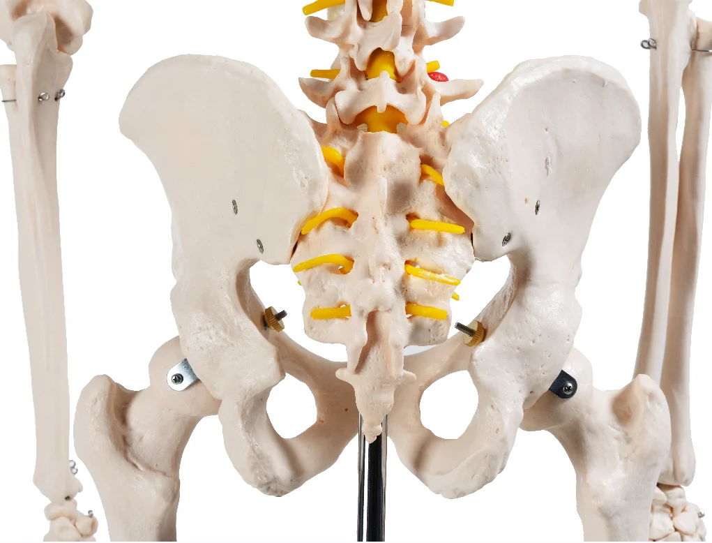 
CBM-001A 180cm Human Skeleton Model , Educational Anatomical Medcial Model 