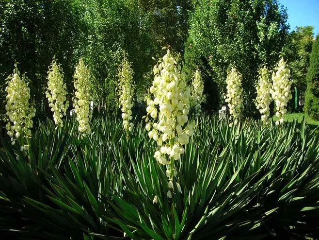 Best Seller Natural 30% 60% Yucca Saponins Yucca Schidigera Extract Yucca Extract Powder