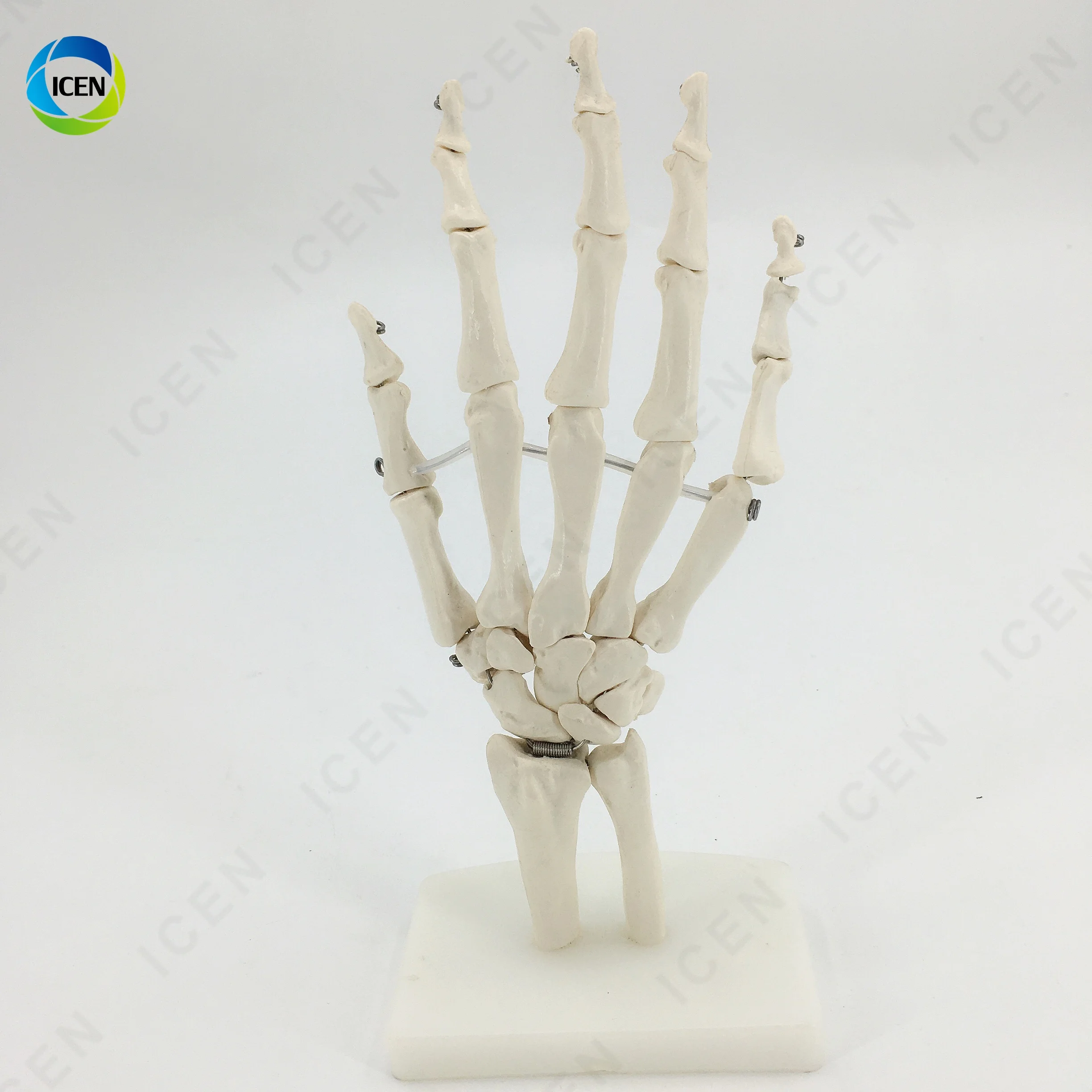 IN-M14 Medical Science Hot Sale Life-size Hand Joint With Ligaments Anatomical Model With Best Price