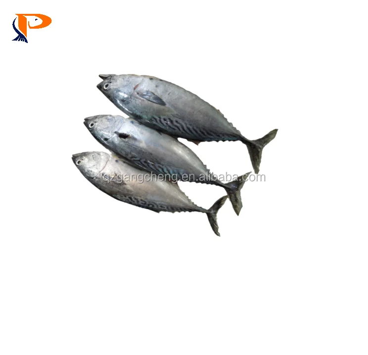 
manufacturer bonito thunnus thynnus/bonito tuna 100-300g whole round iqf 