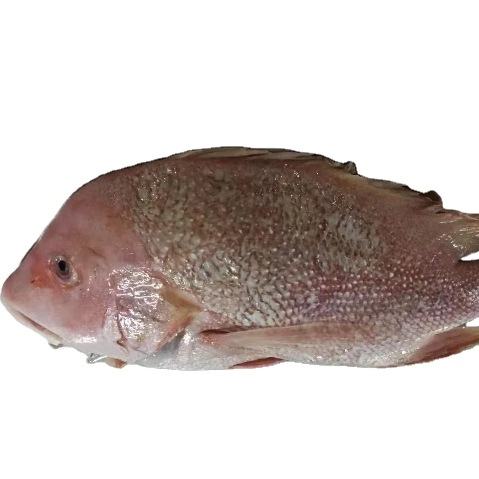 Wholesale Frozen Red Snapper High Quality For Sale