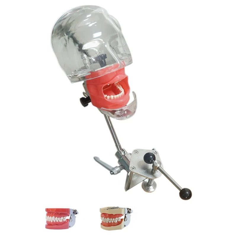 Dental simulator Nissin compatible manikin with transparent phantom head