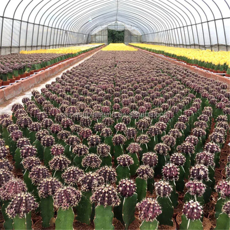 
Natural Plant Cactus 