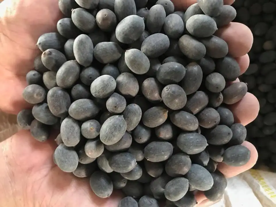 WHITE LOTUS SEED good quality from Vietnam for sale , contact +84984418844 whatsapp