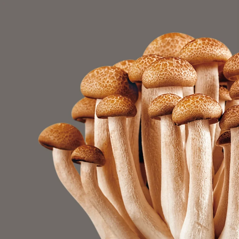 6 кг свежие сырые грибы, вкусные хрустящие грибы, коричневые питательные грибы