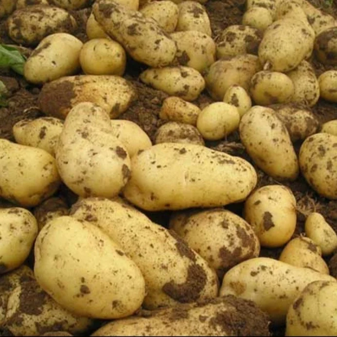 2022 new harvest fresh potato manufacturer low price potato  new crop fresh Holland potato
