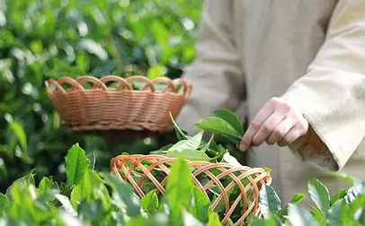 Flavoured natural slim wholesale green tea #PEACH#YUZU#GREEN APPLE#STRAWBERRY#GRAPPE