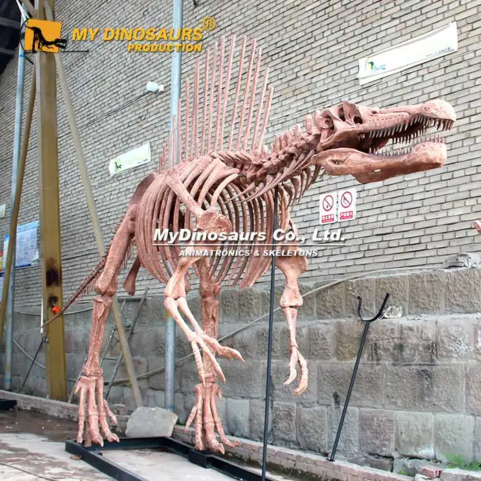 MY DINO Museum Quality Full Size Spinosaurus Skeleton Model of Dinosaur