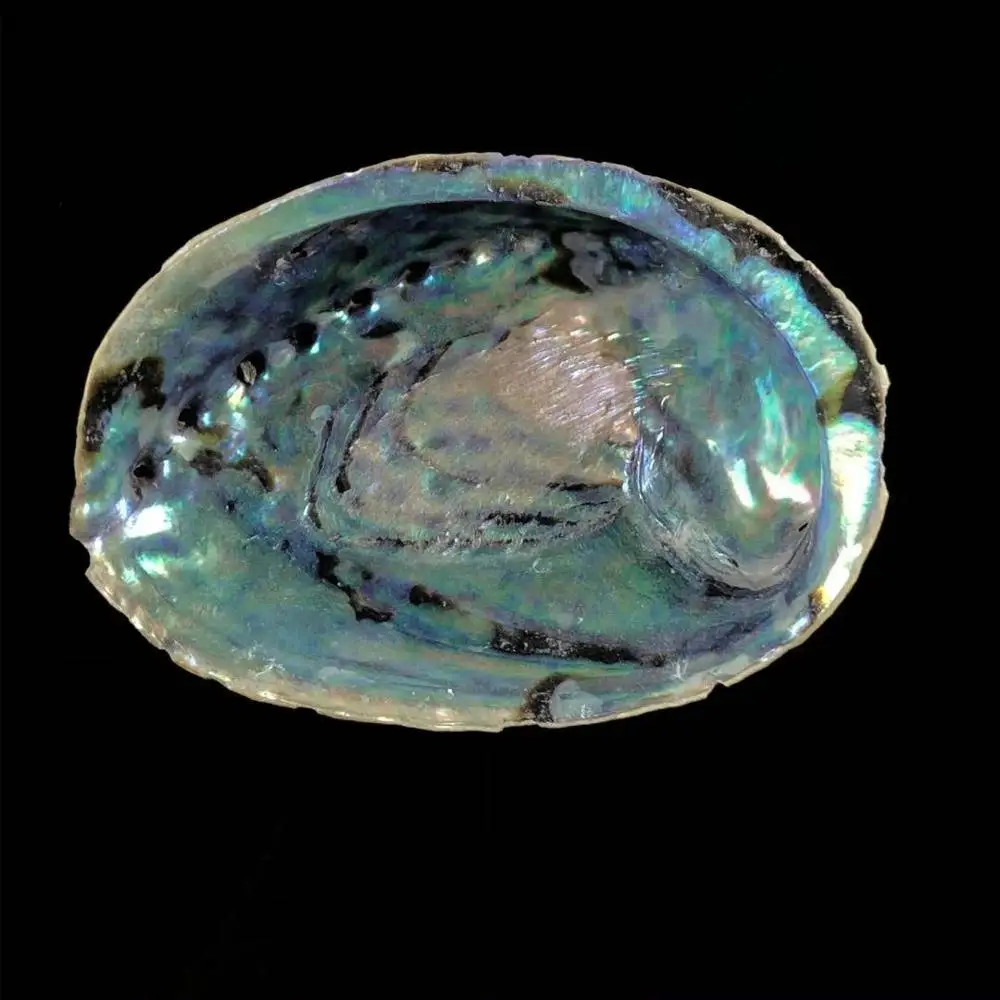 
Hot-selling natural marine raw crafts abalone shells for home decoration 