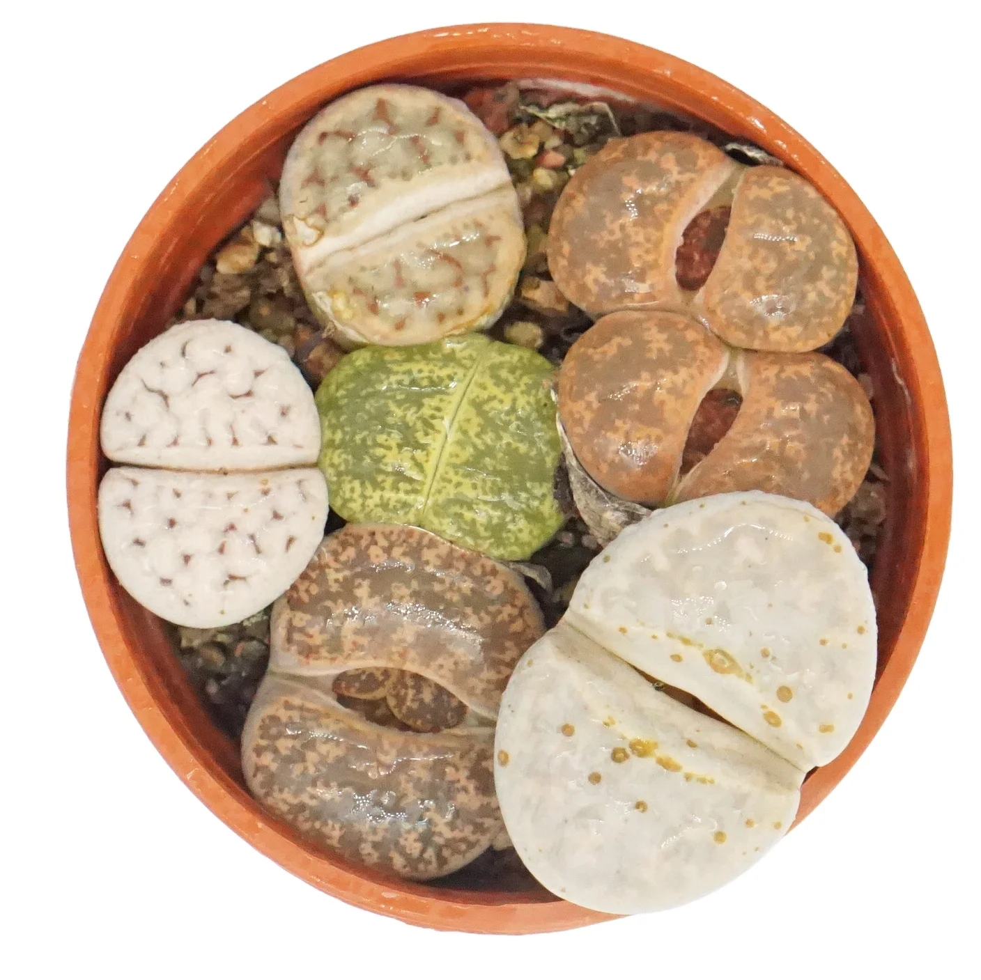 
 Оптовая продажа, высококачественные цветные суккуленты, живые растения, литопс, кактус, суккуленты для украшения комнаты  