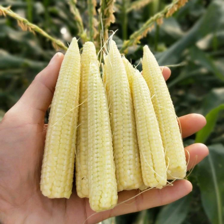 Таиланд, высокое качество, свежая кукуруза для младенцев, молодая кукуруза, натуральная Кукуруза для младенцев, хороший выбор, Лидер продаж, экспортный стандарт из Таиланда