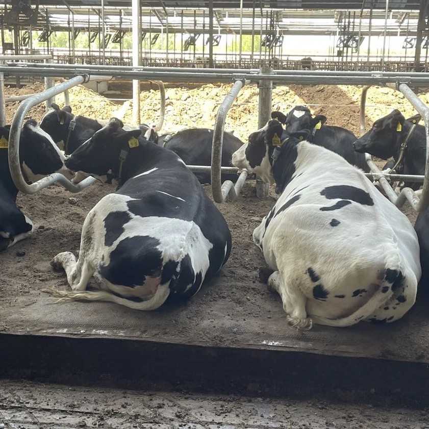 Soft bed system Cow cubicle mats latex foam mattress for cattle/cow/bovine/buffalo/bull/livestock