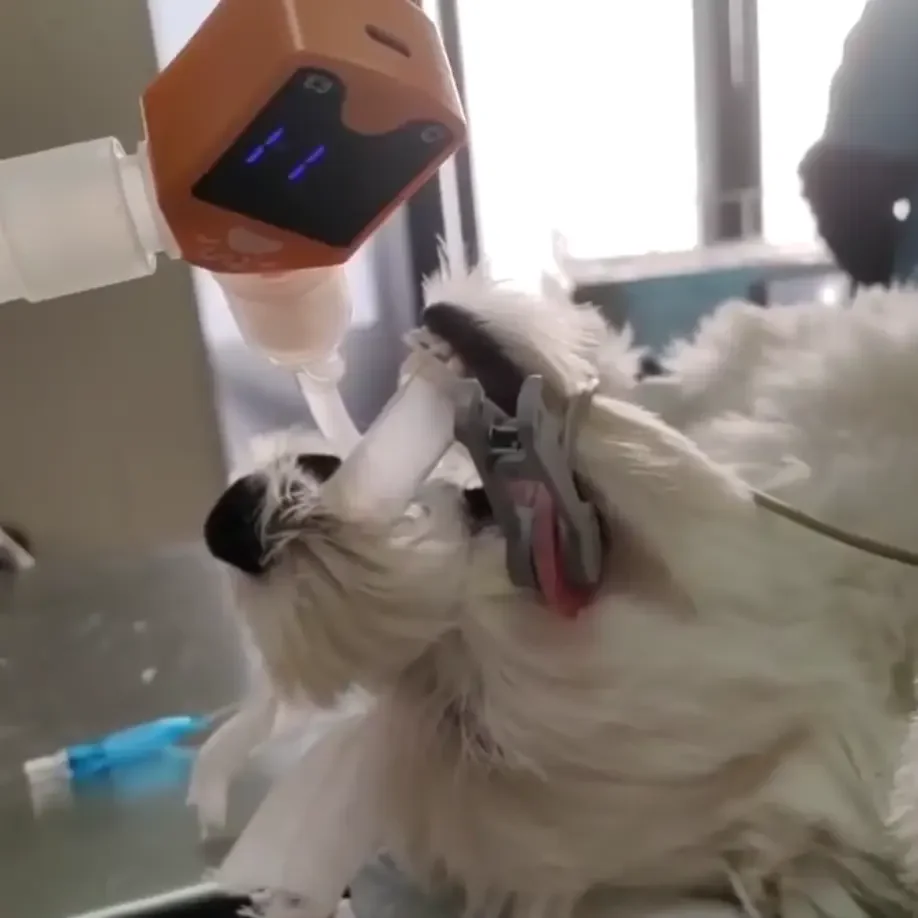 Factory Price Veterinary Hospital Pet Breathing Respiratory Monitor Cat Dog Apnea Sensor Respiratory Monitor