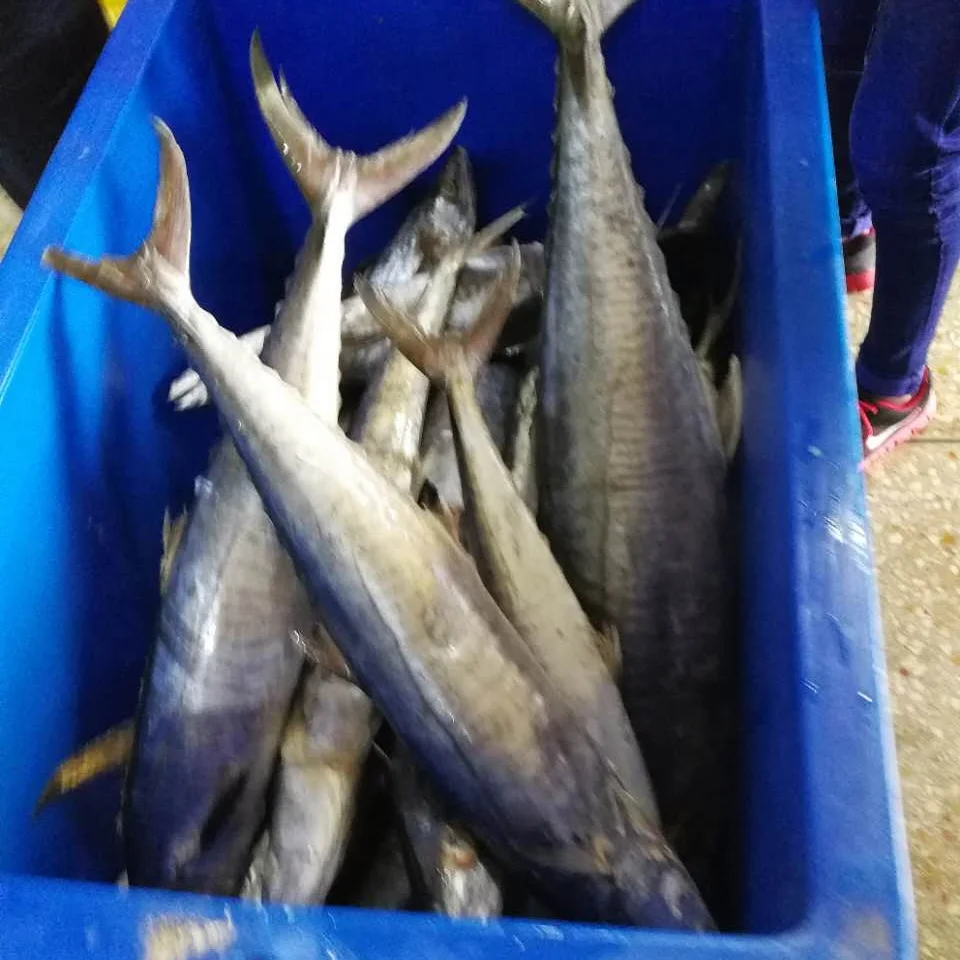 
Frozen Mackel Fish Frozen WR King Fish/Spanish Mackerel/Stripe Mackerel 