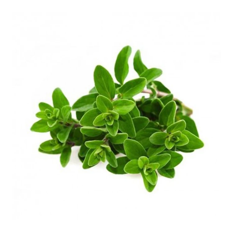 High Quality Security Cheap And High Quality Leaf Origanum Vulgare Powder Oregano Extract