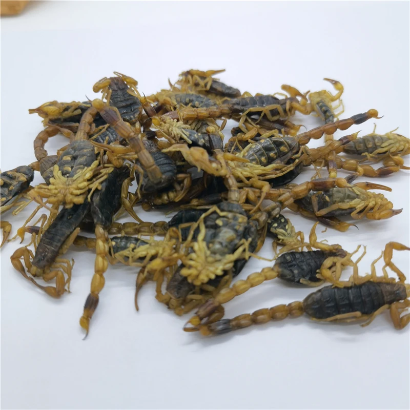 quan xie hot sale natural herb dry scorpion without salt