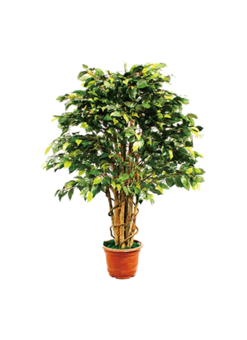 Wholesale bonsai tree live ficus tree artificial bonsai banyan tree