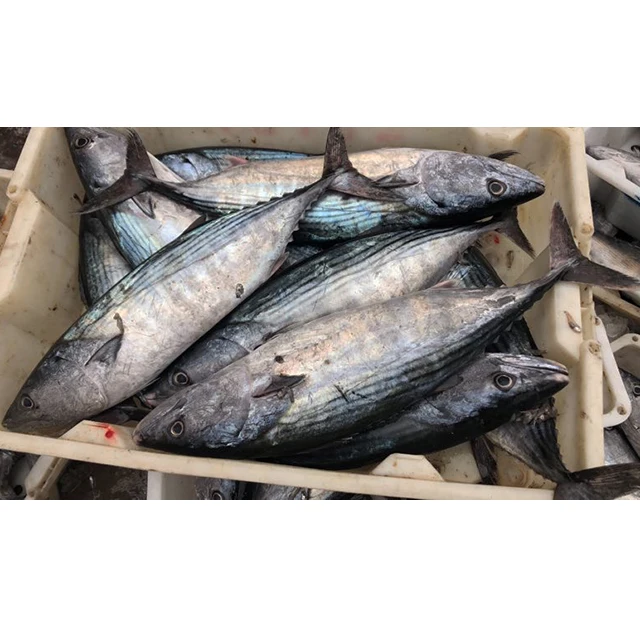 200-300g Whole Fresh Frozen Mackerel Fish Prices