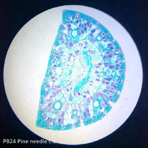 Pro-Botany Prepared Microscope Slides Biology Science Education Prepared Slides 100pcs Packed in Slide Box